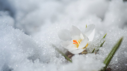 White crocus in snow in spring. first flowers in spring. Beautiful white flower in sun.