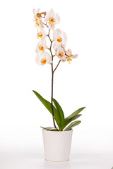 Fototapeta na wymiar white orchid plant with clipping path