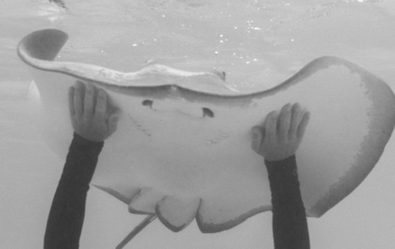 man touches stingray in black and white