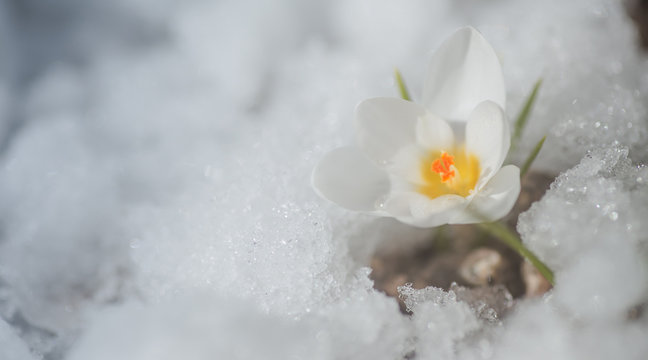 White crocus in snow in spring. first flowers in spring. Beautiful white flower in sun.