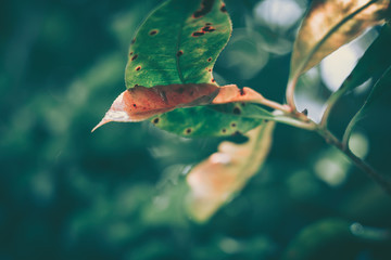 Green Leaf Texture; nature background