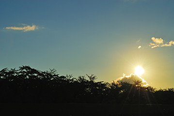 木　夕暮れ　素材