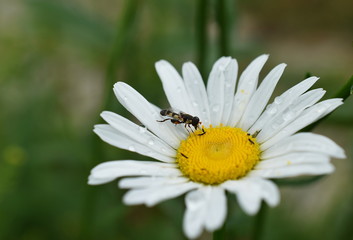 Fototapeta premium bee on camomile