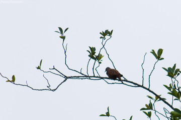 bird on a branch