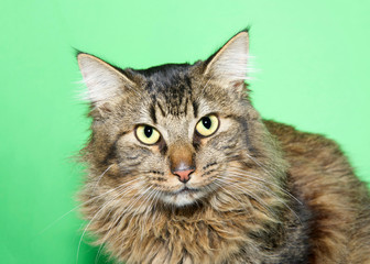 Close up portrait of a long haired brown and gray tabby cat with greenish yellow eyes looking at viewer. Green background.