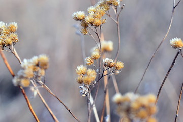 flowers in the snow