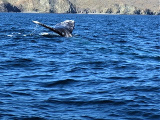 Fototapeta premium Whales off Baja, Mexico