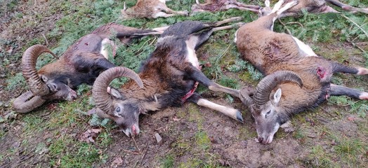 Dead moufflons on the ground after a driven hunt