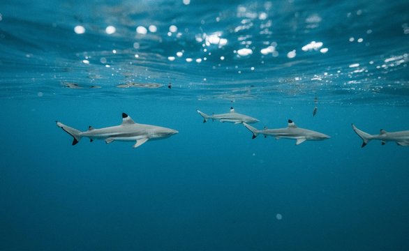 Black tip reef sharks swimming underwater