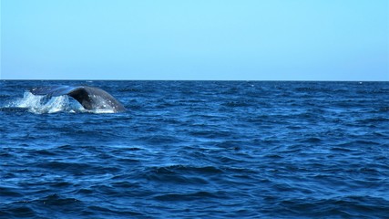 whales in  Mexican waters