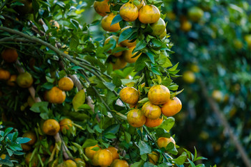 Orange tree in the garden.Farm of fruit