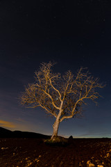 Fototapeta na wymiar lonely tree silhouette with starry sky