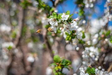 blooming apple tree in spring