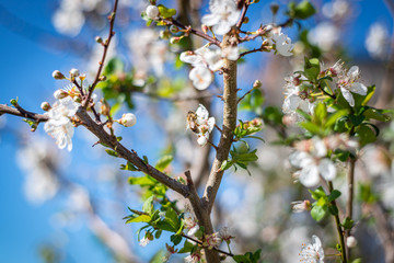 blooming apple tree in spring