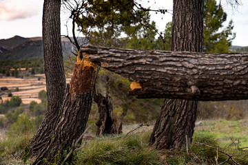 tree trunk broken in half with splinters