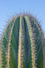 Vertical close up of cactus in the desert against blue sky 