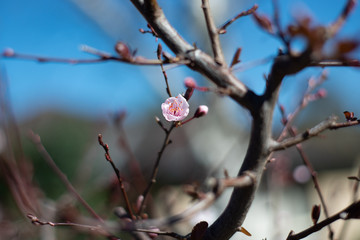 flowers in spring