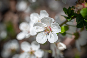 spring white flower