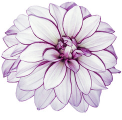Fototapeta premium white-purple flower dahlia on white isolated background with clipping path. no shadows. Closeup. Nature.