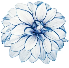 Foto auf Acrylglas weiß-blaue Blume Dahlie auf weißem Hintergrund mit Beschneidungspfad isoliert. keine Schatten. Nahaufnahme. Natur. © nadezhda F