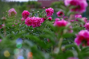Blooming peony, very beautiful