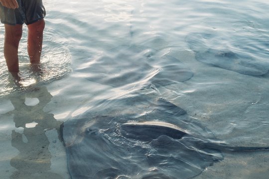 man stands in water with stingrays