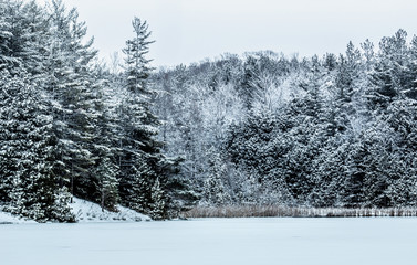 winter landscape with trees and snow