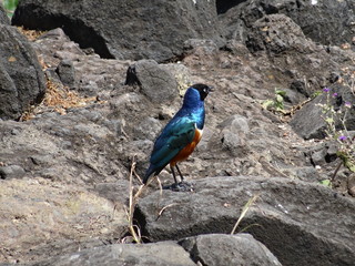 African starling very shiny iridescent bird perched on large rock