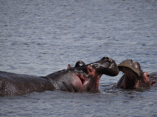 Fototapeta premium Hippos face to face with mouths open wide