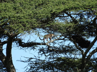 Leopard in Africa walking high up on tree branch