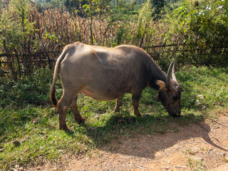 ミャンマー　農村部