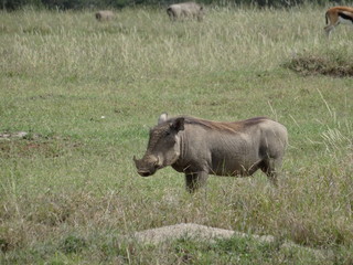 Lone warthog on African Savannah