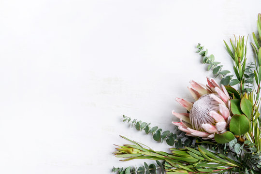 Beautiful pink King protea surrounded by leucadendrons and Australian eucalyptus leaves creating a floral border on a white background.