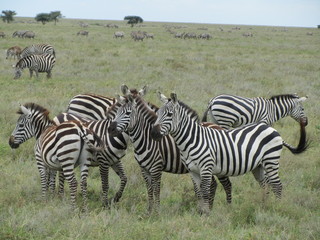 Fototapeta na wymiar Zebras on the Savanna standing together