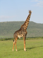 Solitary giraffe standing and looking
