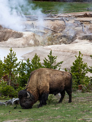 bison in yellowstone © Hwang