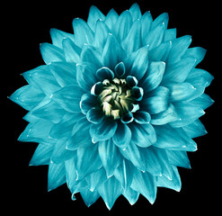turquoise flower dahlia on the black  background isolated with clipping path. Closeup. big  flower...