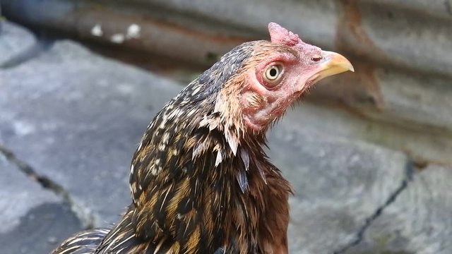 chicken infected with tetelo (Newcastle Disease)