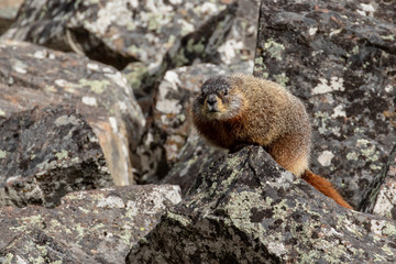Marmot in Yellowstone Nationalpark