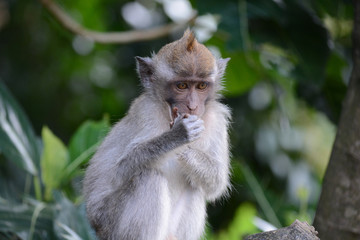 Monkey with Hands to Face in Bali