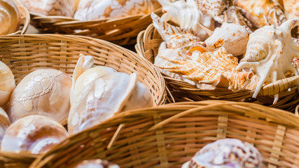 Baskets of shells for sale in Amalfi, Italy little shop. Beautiful hand-picked shells from the local beaches.   