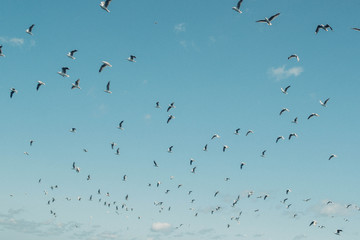 Seagulls flying during a workup off the coastline