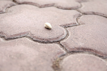 Chewing gum on street pavement
