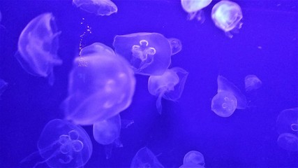 jellyfish blue background