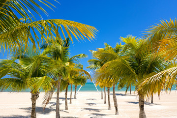 Palm trees path to the paradise white sand beach in the caribbean island of Cozumel, Mexico