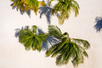 Coconut Palm trees from top view at Miami beach, Florida