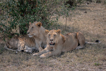 Two young male lions with their manes just starting to grow, relaxing in the shade of a tree. Image taken in the Masai Mara, Kenya.	