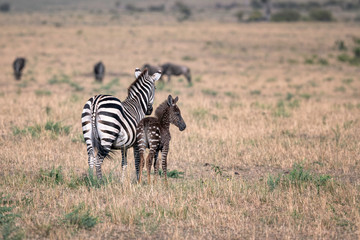Rare zebra foal with polka dots (spots) instead of stripes, named Tira after the guide who first...