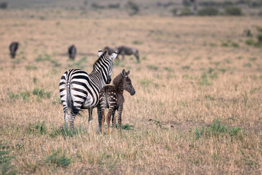 Rare zebra foal with polka dots (spots) instead of stripes, named Tira after the guide who first saw her, with its mother. Image taken in the Masai Mara National Park in Kenya.
