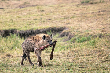 Hyena walking across the savannah with a leg bone in its mouth.  Image taken in the Masai Mara, Kenya.
